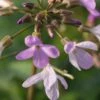 CARDAMINE Quinquefolia