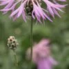 CENTAUREA Bella