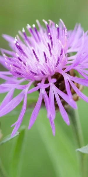 CENTAUREA Carniolica 2 CENTAUREA Carniolica - Image 2