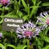 CENTAUREA Montana