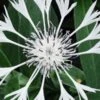 CENTAUREA Montana 'Alba'