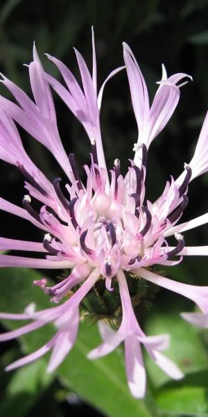 CENTAUREA Montana 'Carnea' 1 CENTAUREA Montana 'Carnea'