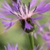 CENTAUREA Triumfettii Subsp. Stricta