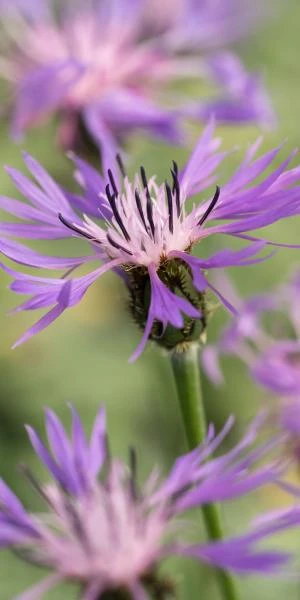 CENTAUREA Triumfettii Subsp. Stricta 1 CENTAUREA Triumfettii Subsp. Stricta