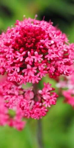 New Release -Hardy Garden Verkoop centranthus ruber var 4