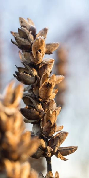 CHELONE Glabra 2 CHELONE Glabra - Image 2