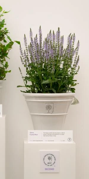 SALVIA Sylvestris 'Crystal Blue' PBR (Color Spires Series) 2 SALVIA Sylvestris 'Crystal Blue' PBR (Color Spires Series) - Image 2