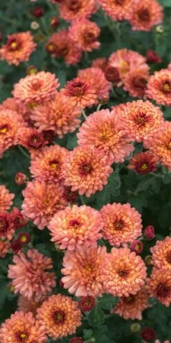 CHRYSANTHEMUM 'Bronze Elegance'