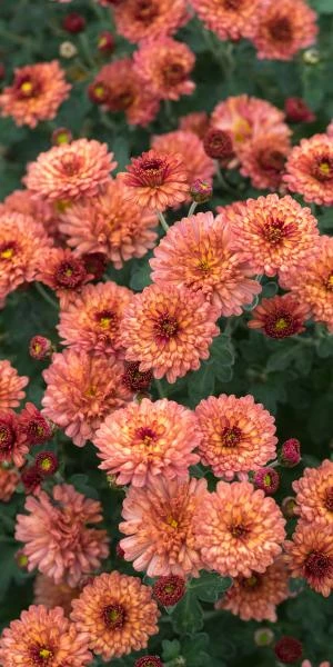 CHRYSANTHEMUM 'Bronze Elegance' 1 CHRYSANTHEMUM 'Bronze Elegance'