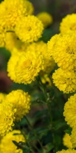 CHRYSANTHEMUM 'Yellow Pom Pom' -Hardy Garden Verkoop chrysanthemum yellow pom pom 110885 2