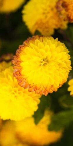 CHRYSANTHEMUM 'Yellow Pom Pom' -Hardy Garden Verkoop chrysanthemum yellow pom pom 200323