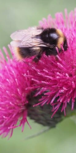 CIRSIUM Rivulare 'Atropurpureum' -Hardy Garden Verkoop cirsium rivulare atropurpurea