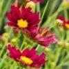 COREOPSIS 'Mercury Rising' (Big Bang Series) PBR