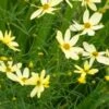 COREOPSIS Verticillata 'Moonbeam'