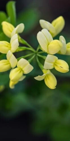 CORONILLA Valentina Subsp. Glauca 'Citrina'