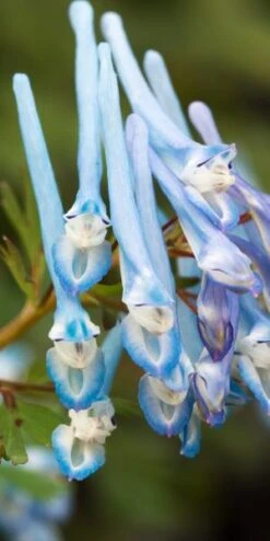 CORYDALIS Elata