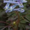 CORYDALIS Purple Form