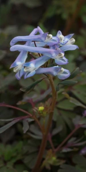 CORYDALIS Purple Form 1 CORYDALIS Purple Form