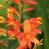 CROCOSMIA X Crocosmiiflora 'Debutante'