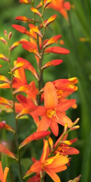CROCOSMIA X Crocosmiiflora 'Debutante' 1 CROCOSMIA X Crocosmiiflora 'Debutante'