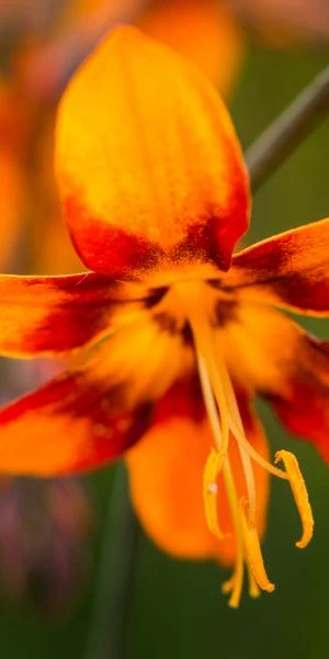 CROCOSMIA X Crocosmiiflora 'Emily McKenzie' 2 CROCOSMIA X Crocosmiiflora 'Emily McKenzie' - Image 2