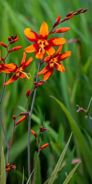 CROCOSMIA X Crocosmiiflora 'Emily McKenzie' 1 CROCOSMIA X Crocosmiiflora 'Emily McKenzie'