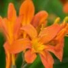 CROCOSMIA 'Severn Sunrise'