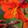CROCOSMIA X Crocosmiiflora 'Mrs Geoffrey Howard'