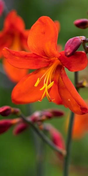 CROCOSMIA X Crocosmiiflora 'Mrs Geoffrey Howard' 1 CROCOSMIA X Crocosmiiflora 'Mrs Geoffrey Howard'