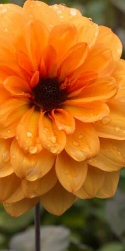 DAHLIA 'David Howard' -Hardy Garden Verkoop dahlia david howard 9220049