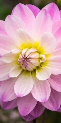 New Release -Hardy Garden Verkoop dahlia figurine 9290508 4