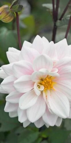 New Release -Hardy Garden Verkoop dahlia fusion