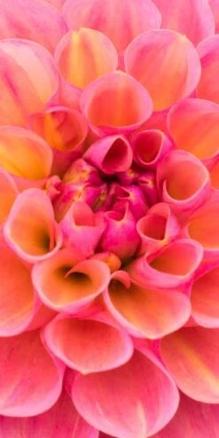 DAHLIA 'Harmari Rose' -Hardy Garden Verkoop dahlia harmari rose 5140017