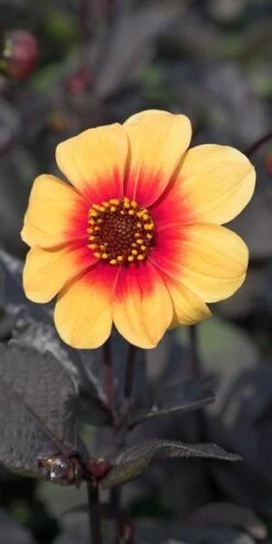 DAHLIA 'Moonfire' (Sin)