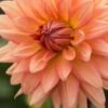 DAHLIA 'Shandy'