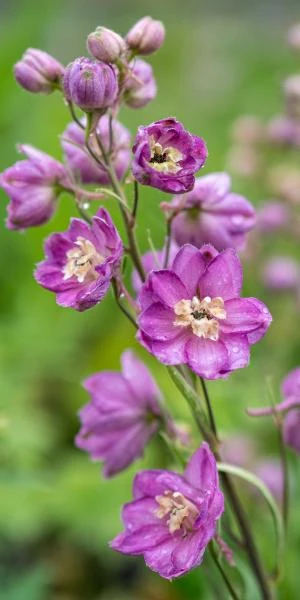 DELPHINIUM Astolat Group 1 DELPHINIUM Astolat Group