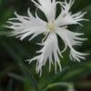 DIANTHUS Arenarius 'Little Maiden'