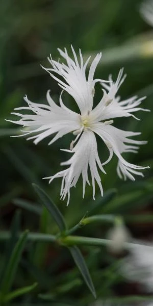 DIANTHUS Arenarius 'Little Maiden' 1 DIANTHUS Arenarius 'Little Maiden'