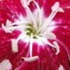 DIANTHUS Rosy's Mum