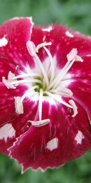 DIANTHUS Rosy's Mum 1 DIANTHUS Rosy's Mum