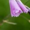 DIERAMA Pulcherrimum