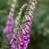 DIGITALIS Purpurea