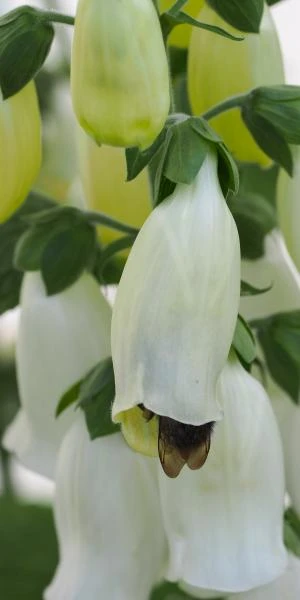 DIGITALIS Purpurea F. Albiflora 2 DIGITALIS Purpurea F. Albiflora - Image 2