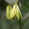 DISPORUM Longistylum 'Night Heron'