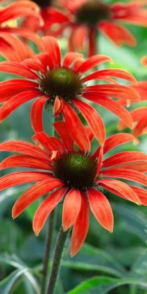 ECHINACEA 'Julia' (Butterfly Series) PBR 1 ECHINACEA 'Julia' (Butterfly Series) PBR
