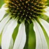 ECHINACEA Purpurea 'Avalanche' (Butterfly Series) PBR