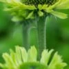 ECHINACEA Purpurea 'Green Jewel' PBR