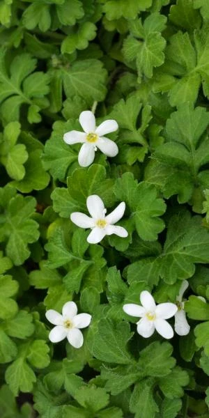 ELLISIOPHYLLUM Pinnatum 1 ELLISIOPHYLLUM Pinnatum