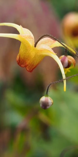 EPIMEDIUM 'Amber Queen' PBR 1 EPIMEDIUM 'Amber Queen' PBR