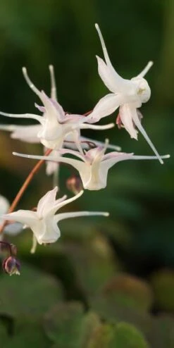 New Release -Hardy Garden Verkoop epimedium grandiflorum 3240209